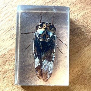 Vtg Real Cicada Bug Lucite Resin Display Paperweight Oddity Insect Entomology